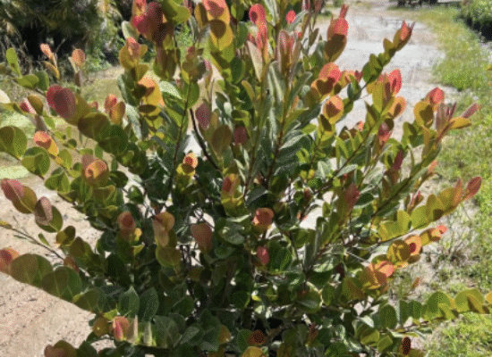 ‘Red Tip’ Cocoplum – Chrysobalanus icaco ‘Red Tip’