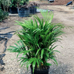 Areca Palm – Dypsis lutescens