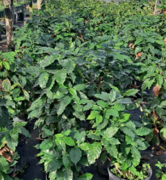 Arabian Coffee – Coffea arabica