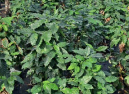 Arabian Coffee – Coffea arabica