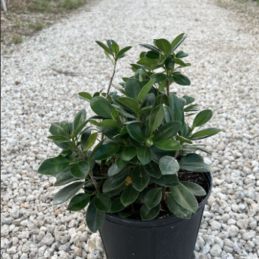 Green Island Ficus – Ficus microcarpa ‘Green Island’