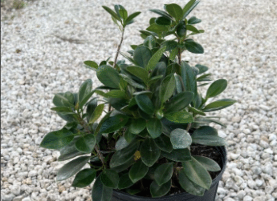 Green Island Ficus – Ficus microcarpa ‘Green Island’