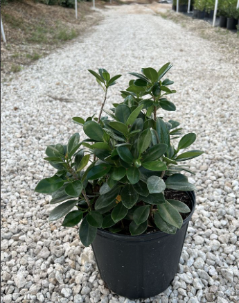 Green Island Ficus – Ficus microcarpa ‘Green Island’
