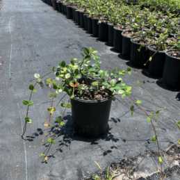 Asiatic Jasmine – Trachelospermum asiaticum ‘Minima’