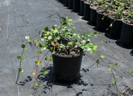 Asiatic Jasmine – Trachelospermum asiaticum ‘Minima’