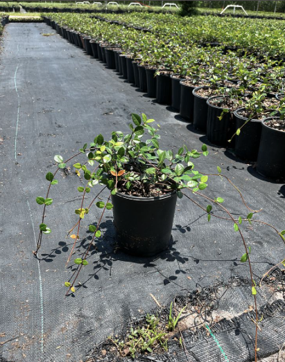 Asiatic Jasmine – Trachelospermum asiaticum ‘Minima’