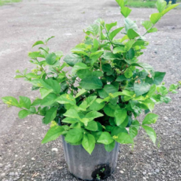 Arabian Jasmine, Sambac Jasmine – Jasminum sambac