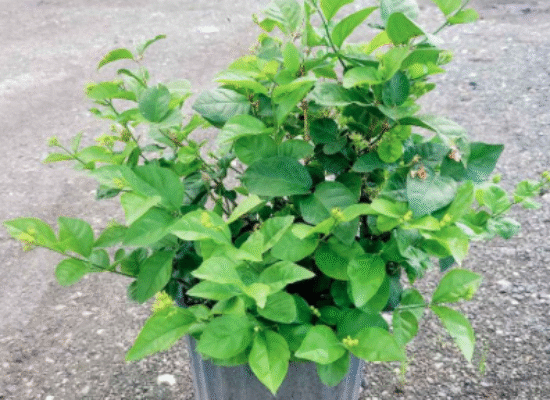 Arabian Jasmine, Sambac Jasmine – Jasminum sambac