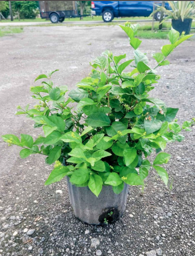Arabian Jasmine, Sambac Jasmine – Jasminum sambac