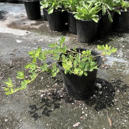 Golden Ornamental Peanut, Perennial Peanut – Arachis glabrata