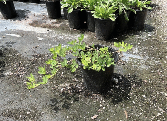 Golden Ornamental Peanut, Perennial Peanut – Arachis glabrata