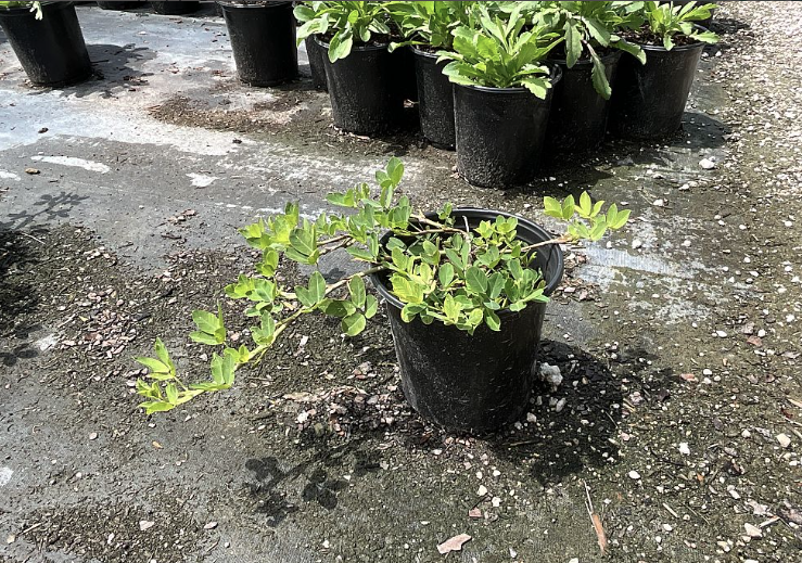 Golden Ornamental Peanut, Perennial Peanut – Arachis glabrata