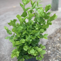 Arabian Jasmine, Sambac Jasmine – Jasminum sambac ‘Belle of India’