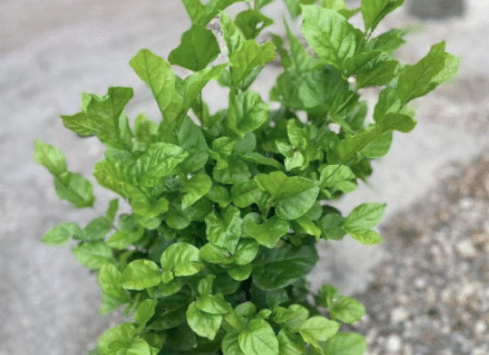 Arabian Jasmine, Sambac Jasmine – Jasminum sambac ‘Belle of India’