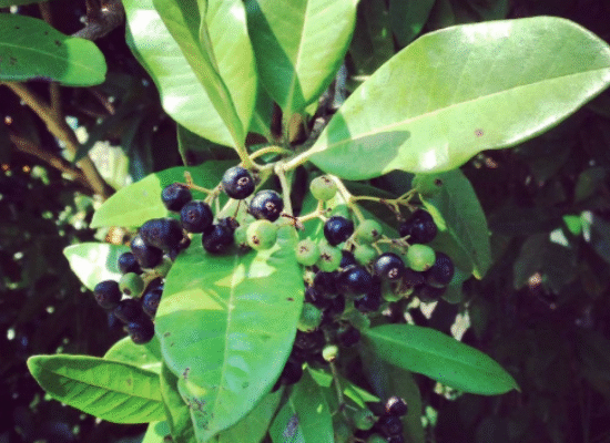 Allspice – Pimenta dioica