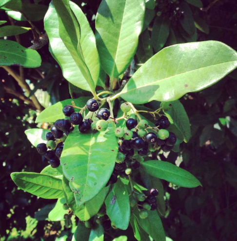 Allspice – Pimenta dioica