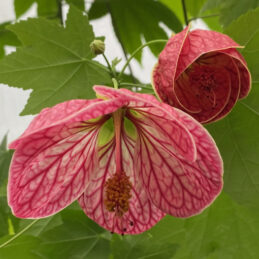 Abutilon ‘Cherry Blossom' (Abutilon hybrid)