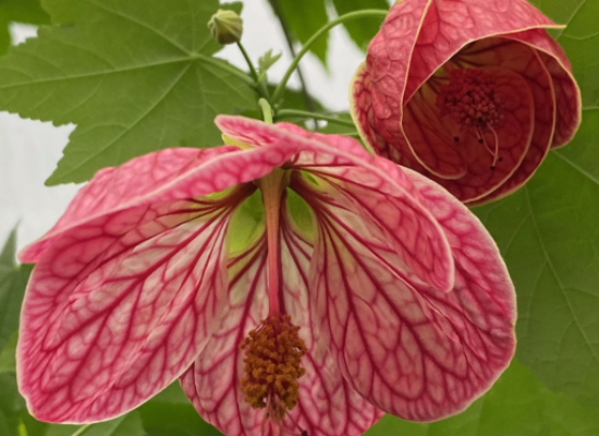 Abutilon ‘Cherry Blossom’ (Abutilon hybrid)