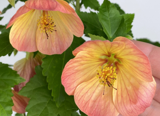 Abutilon ‘Tiger Lily’ (Abutilon hybrid)
