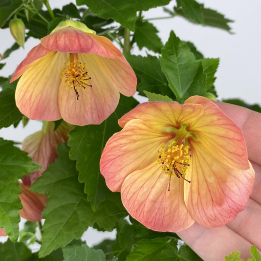 Abutilon ‘Tiger Lily’ (Abutilon hybrid)