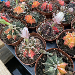 Color Ball Cactus (Gymnocalycium mihanovichii)