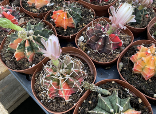 Color Ball Cactus (Gymnocalycium mihanovichii)