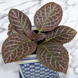 Flame Violet ‘Bronze’ (Episcia hybrid)