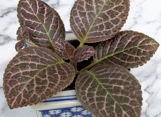 Flame Violet ‘Bronze’ (Episcia hybrid)