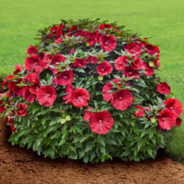 Hardy Hibiscus ‘Blackberry Merlot’ PP (Hibiscus moscheutos hybrid)
