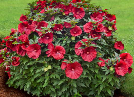 Hardy Hibiscus ‘Blackberry Merlot’ PP (Hibiscus moscheutos hybrid)