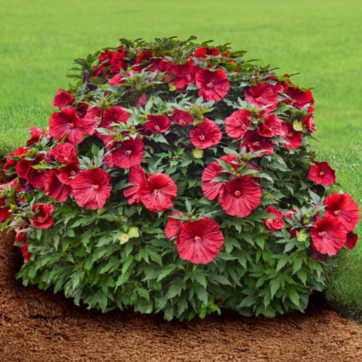 Hardy Hibiscus ‘Blackberry Merlot’ PP (Hibiscus moscheutos hybrid)