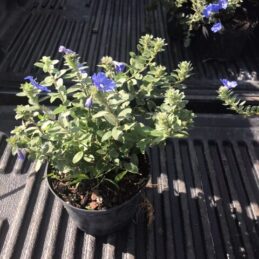 Blue Daze – Evolvulus glomeratus