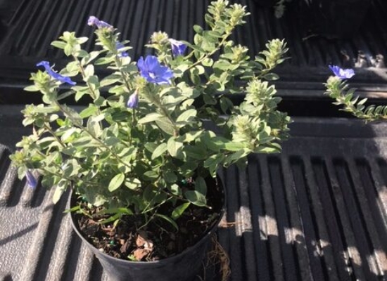 Blue Daze – Evolvulus glomeratus