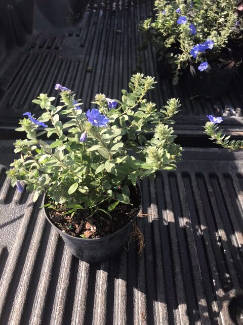 Blue Daze – Evolvulus glomeratus