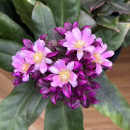 Violet Rose Cactus (Pereskia grandiflora var. violacea)