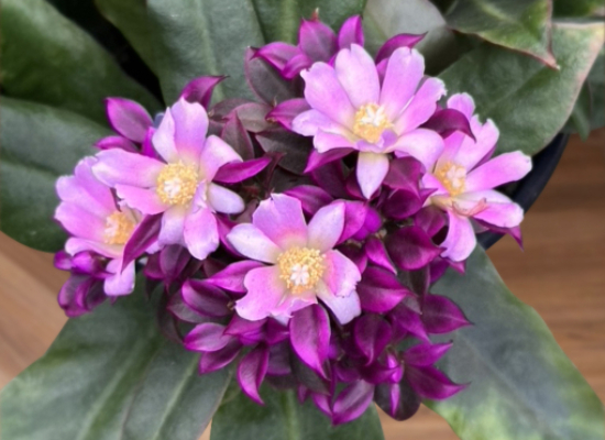 Violet Rose Cactus (Pereskia grandiflora var. violacea)