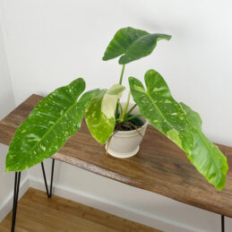 Philodendron 'Jose Buono' (Philodendron hybrid)