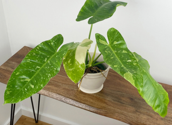 Philodendron ‘Jose Buono’ (Philodendron hybrid)