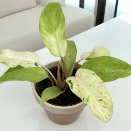 Philodendron ‘Snowdrift’ (Philodendron hybrid)