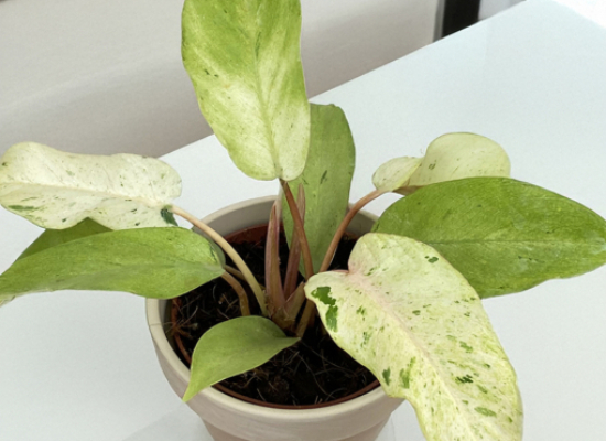 Philodendron ‘Snowdrift’ (Philodendron hybrid)