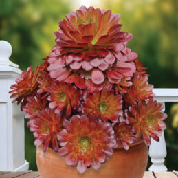 Semponium Surreal ‘Sienna’ PP