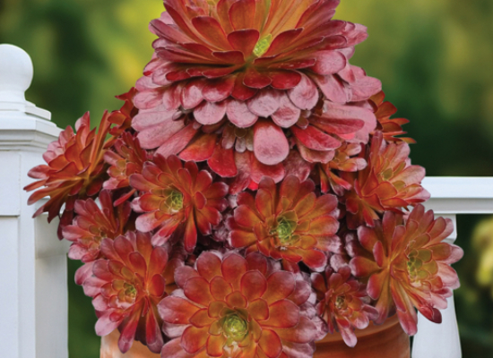 Semponium Surreal ‘Sienna’ PP