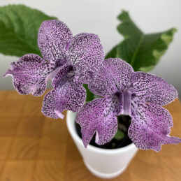 Cape Primrose ‘Hototogisu’ (Streptocarpus hybrid)