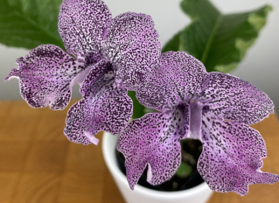 Cape Primrose ‘Hototogisu’ (Streptocarpus hybrid)